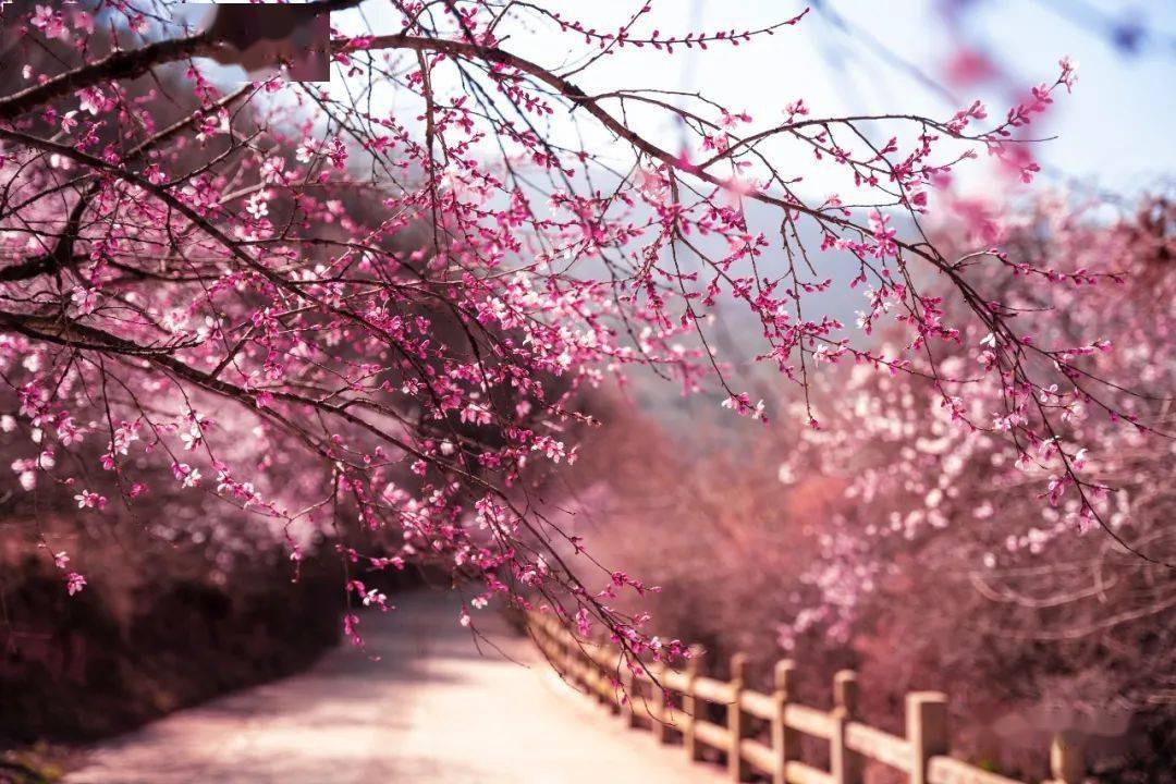 灵台荆山森林公园,康家沟等地,都可以看到桃花了~泾川大云寺·王母宫