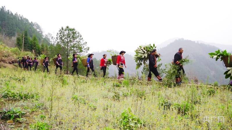 湖南蓝山:无人问津野生中草药,成为瑶胞"致富草"_村民_荆竹瑶族乡_赵