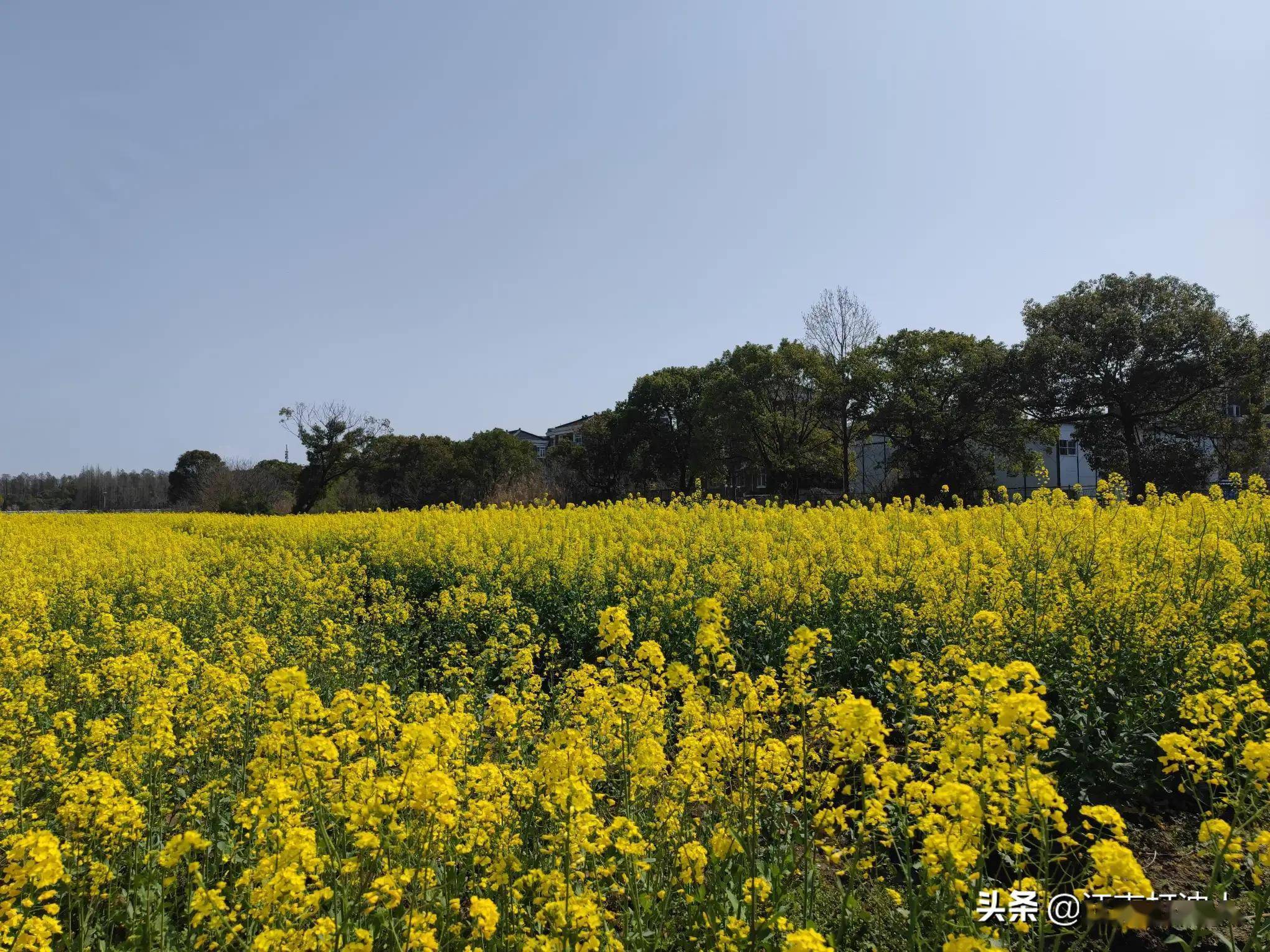 疫情又起难出游,门前看花解烦愁 (打油诗)_花也_整装_油菜花