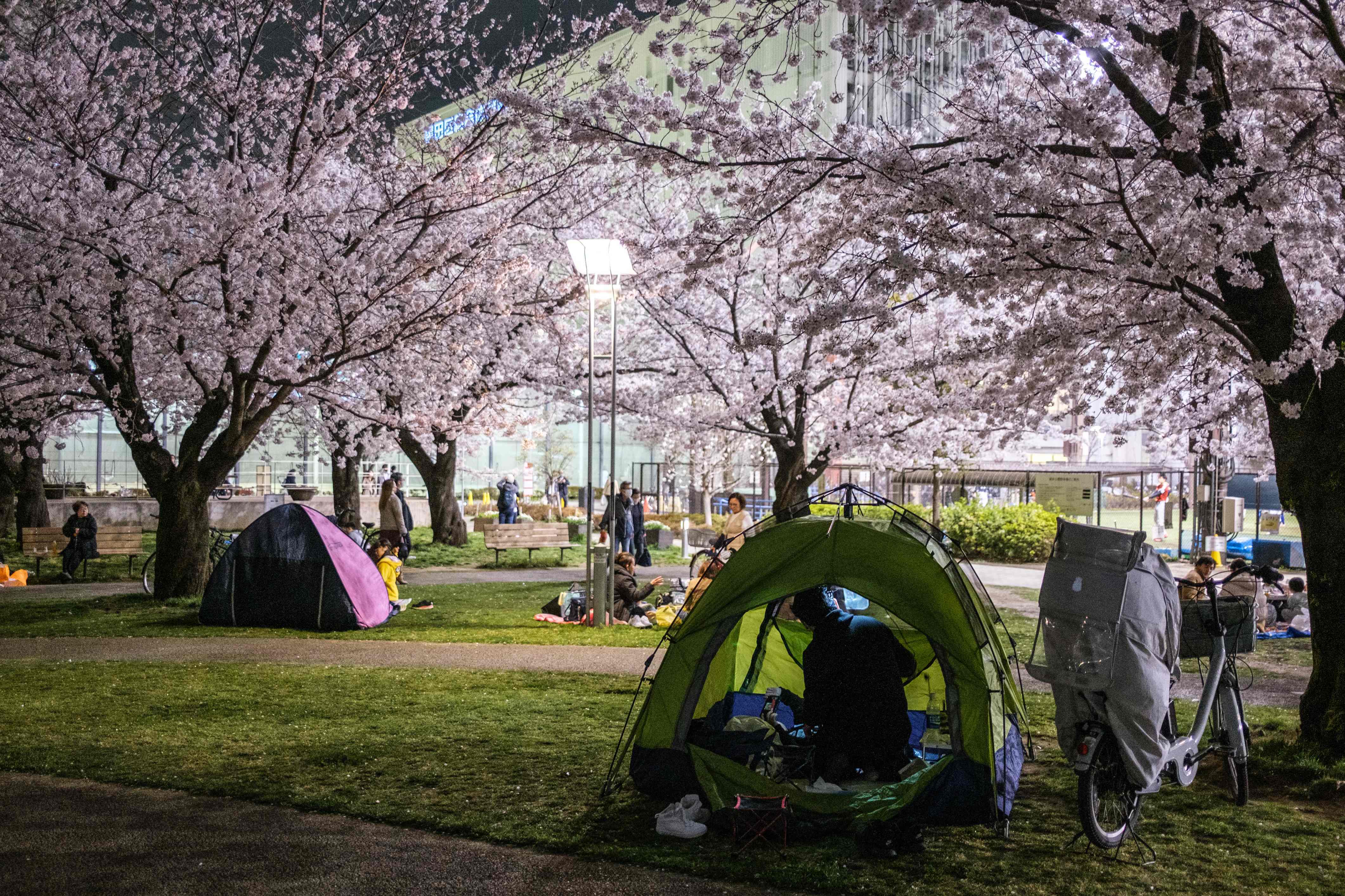 3月30日晚,人们在日本东京上野公园观赏樱花.新华社/路透