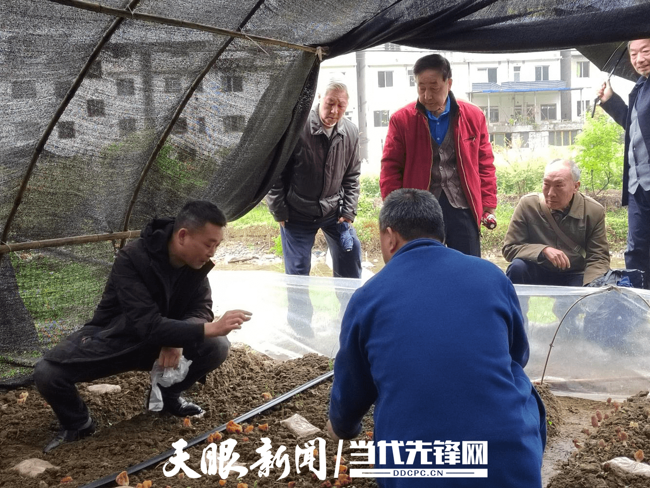 助力乡村振兴,2021年安排金传茂参加了遵义市农科院在播州区石板镇