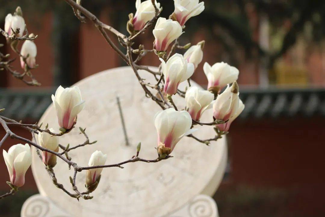 佚名咏连翘寸阴若岁,殊深驰系.花妍四月,春色满
