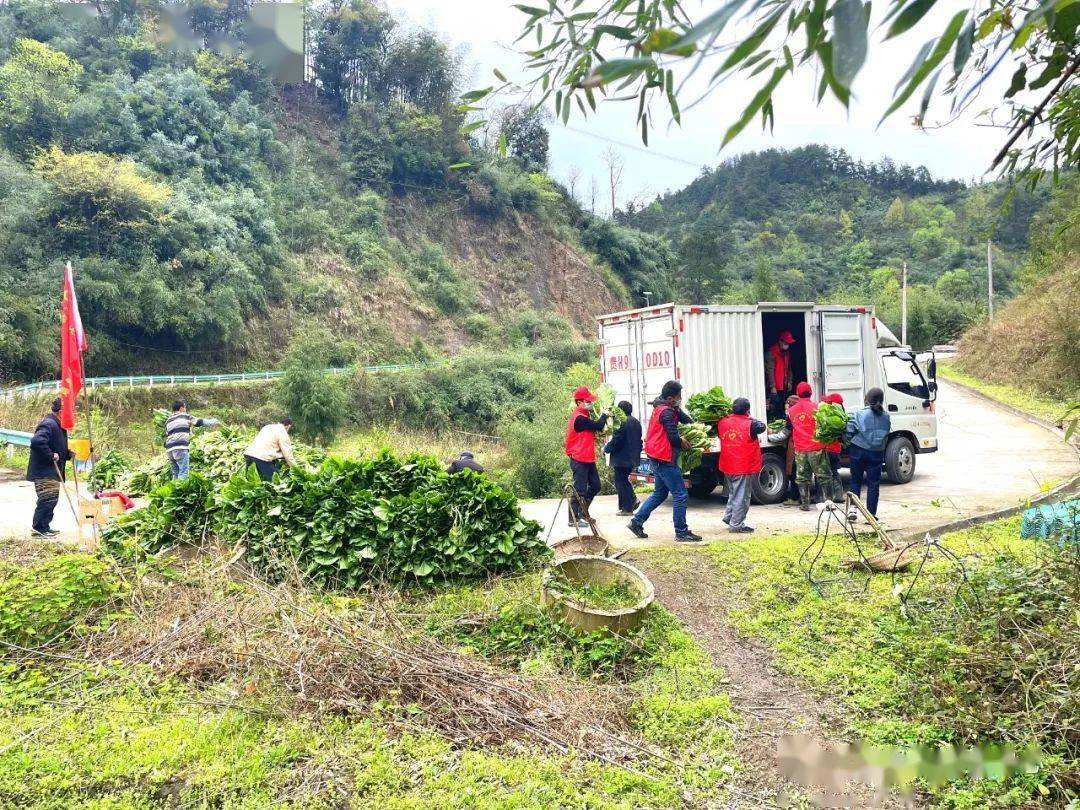 3月24日早上7点,八弓镇泥山村的村民刘跃良联系到她,说要捐出自己种的