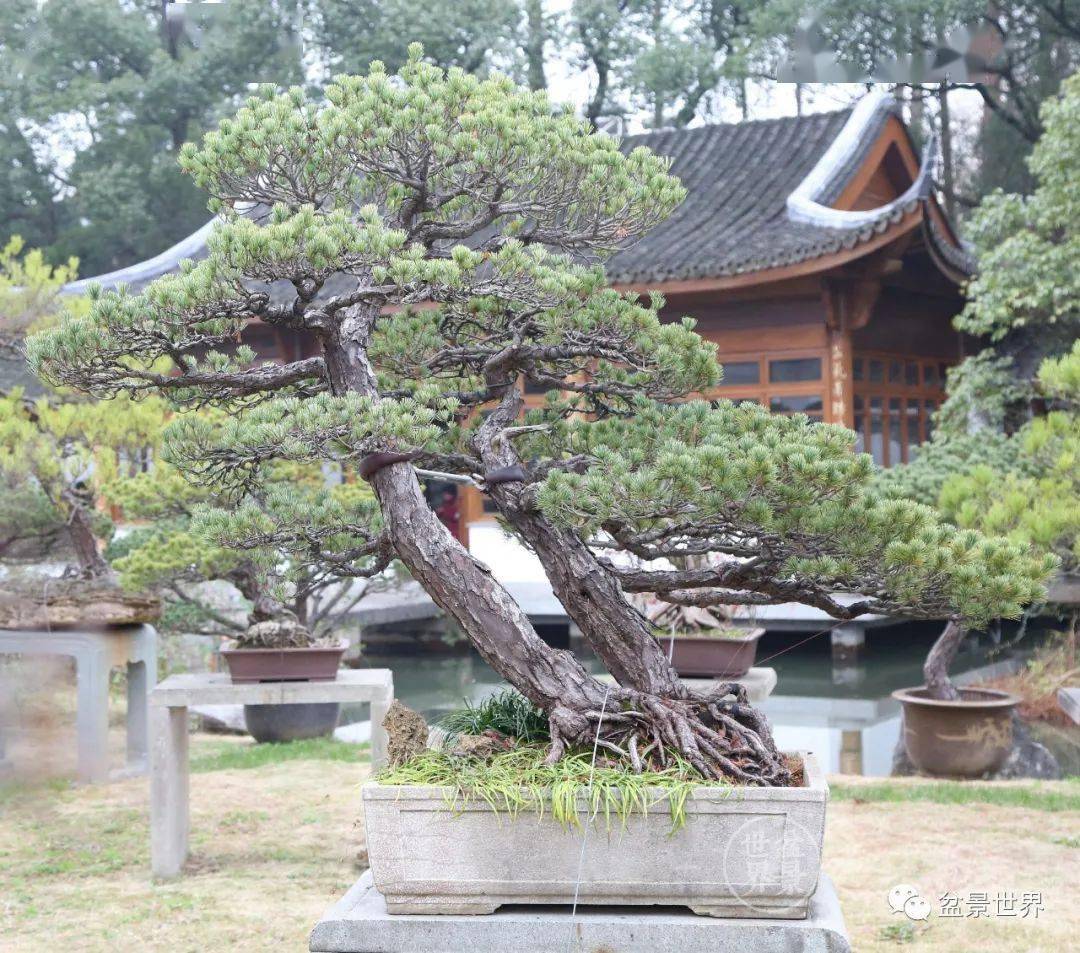 沉痛悼念一代宗师潘仲连先生_盆景_中国_遗作