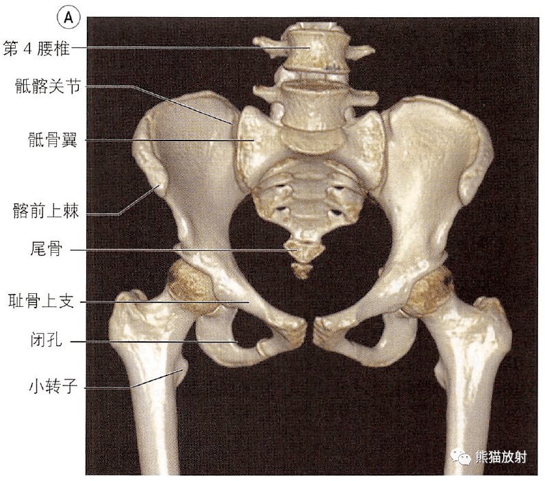 解剖丨骨盆股骨