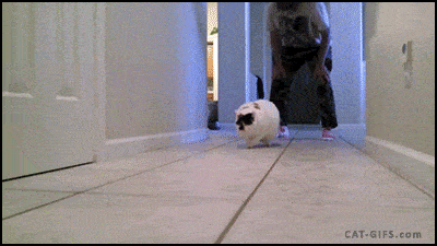 cat-gifs_giphy_习惯