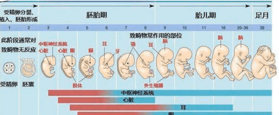 的地方长出了一团多余的血管现在多认为是由于某个或某些基因突变所致