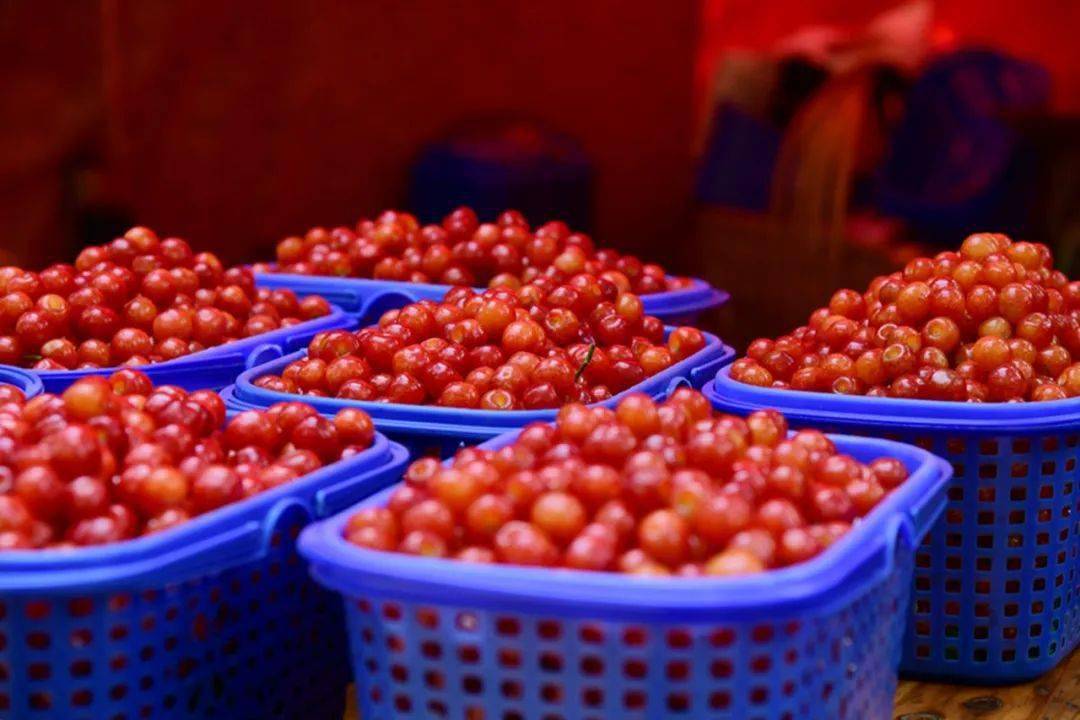 4万亩樱桃成熟上市_小寨镇_种植_品质