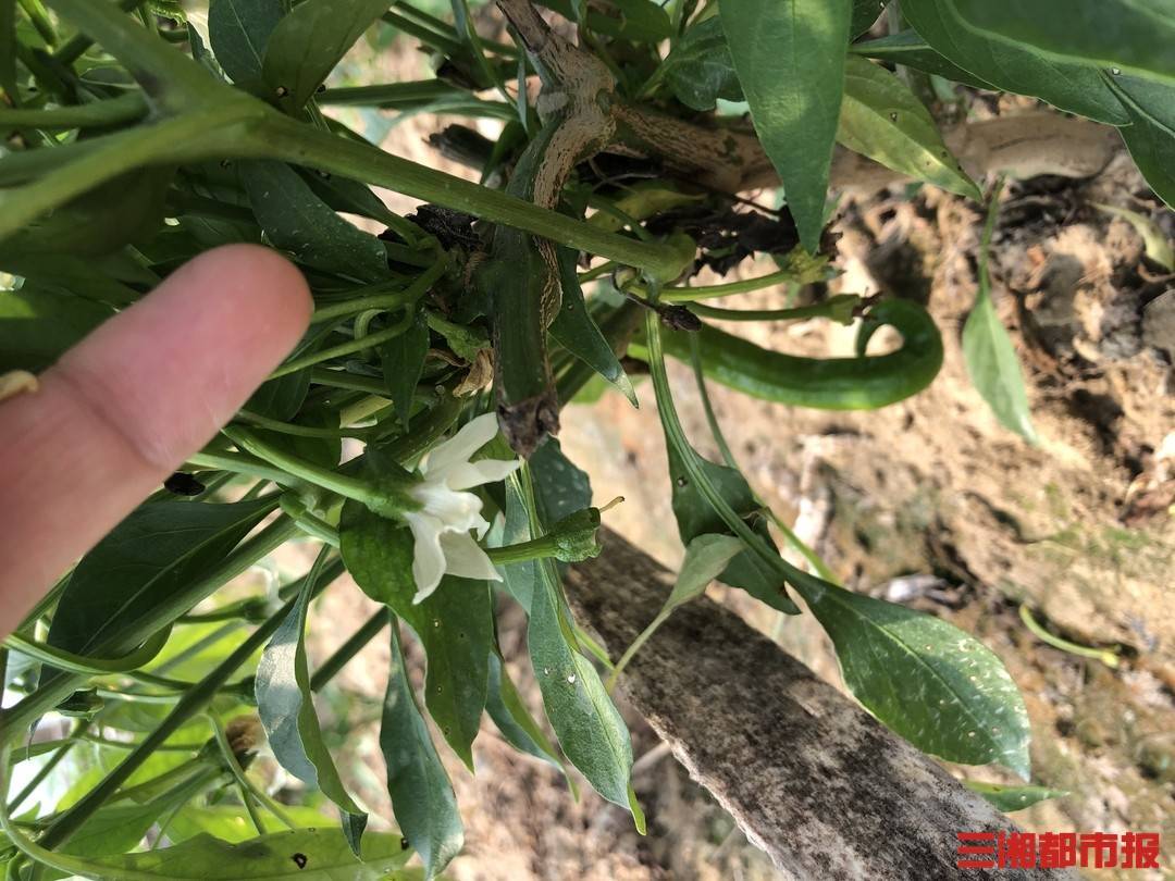 3月,基地将第一批辣椒种下去后,尹培良开始着手再生辣椒的剪枝工作