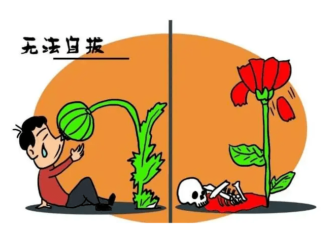 种植_罂粟花_非法