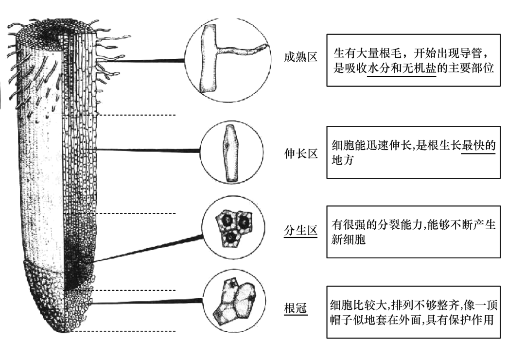 根尖的结构和功能5菜豆和玉米种子的结构4草履虫的结构3动植物细胞的