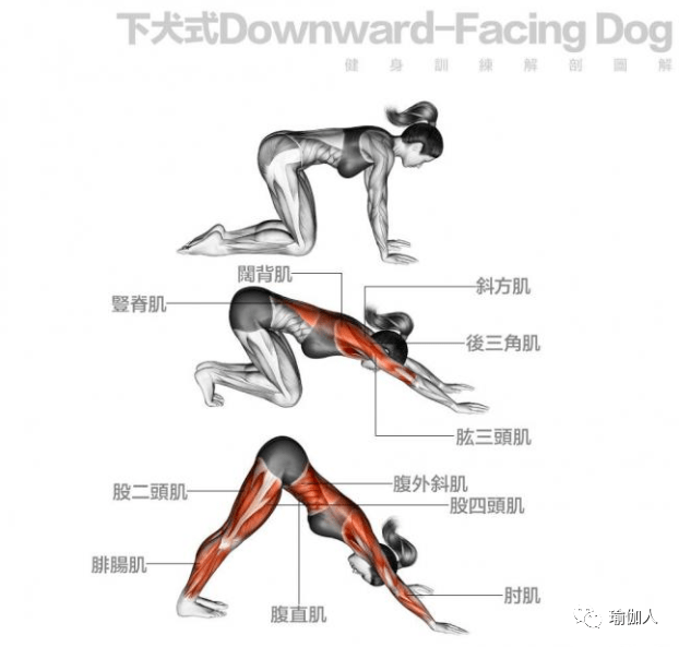 瑜伽3阶21个体式,让你明明白白练的是哪块肌肉!_动作_训练_双手