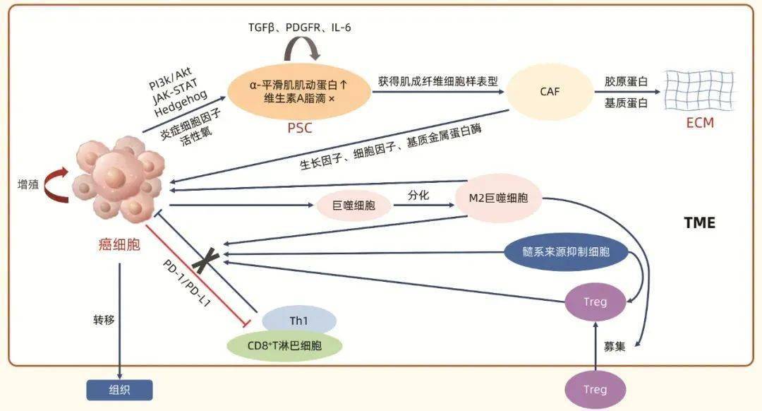 详述胰腺癌肿瘤微环境的机制及靶向治疗!_细胞_诱导_血管