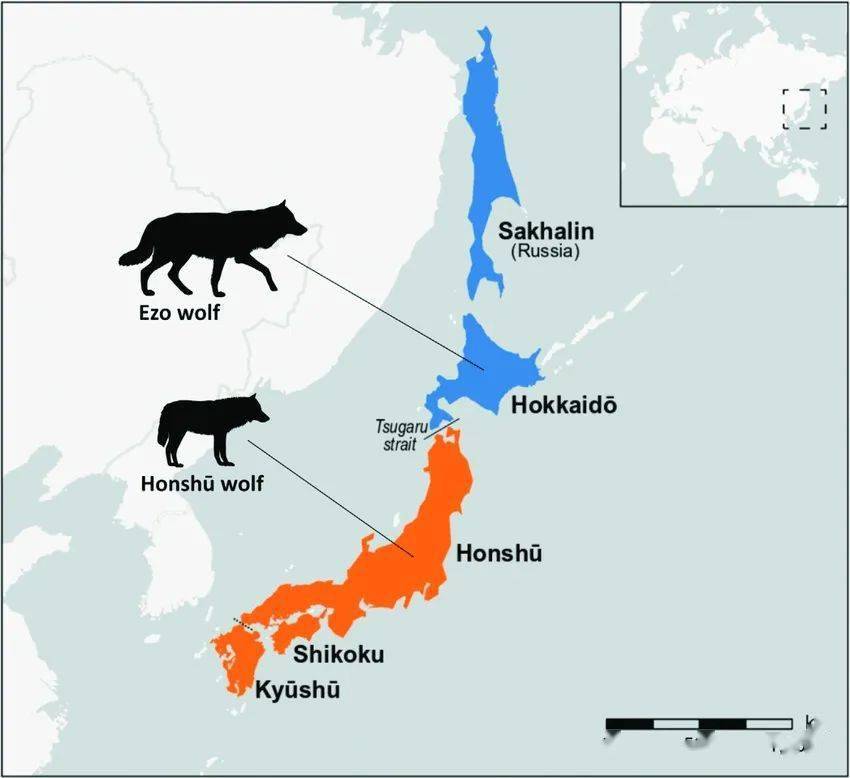 人类加班,北海道的狼和鲸鱼遭了殃_阿依努_鹿群_日本