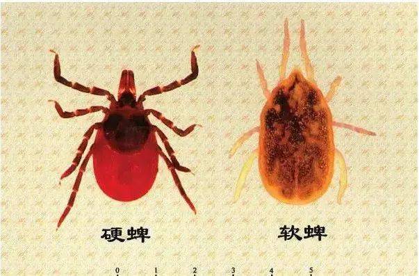 随着天气渐暖,蜱虫等媒介生物开始变得活跃,蜱虫在我国大部分地区4月