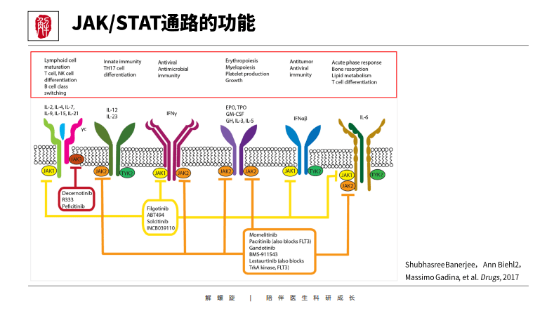 狠狠拿捏nfkbkeggmapkwnt等12大信号通路详细解读