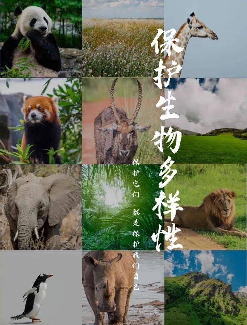 【5·22国际生物多样性日】关于生物多样性,这些内容一起了解一下