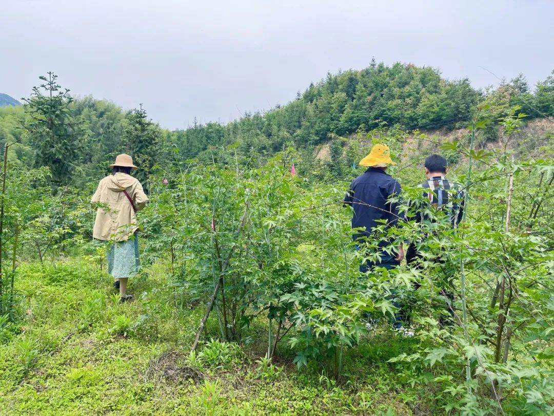 共富来临④丨山地种植覆盆子"野果"成"金果"_王金炳_临安_青果