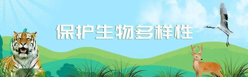 国际生物多样性日系列宣传|吉林省国际生物多样日宣传海报_主题_地球