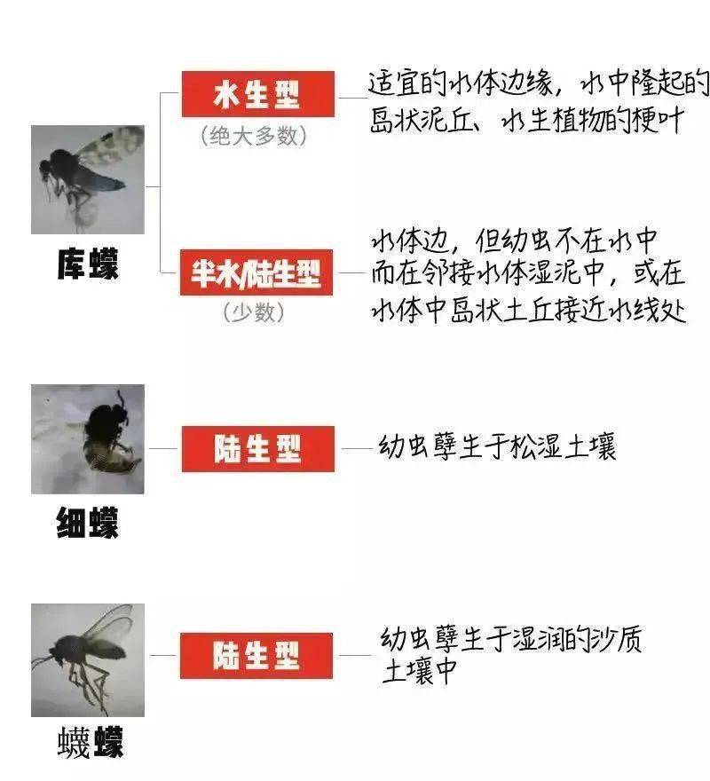 蠓[měng]虫