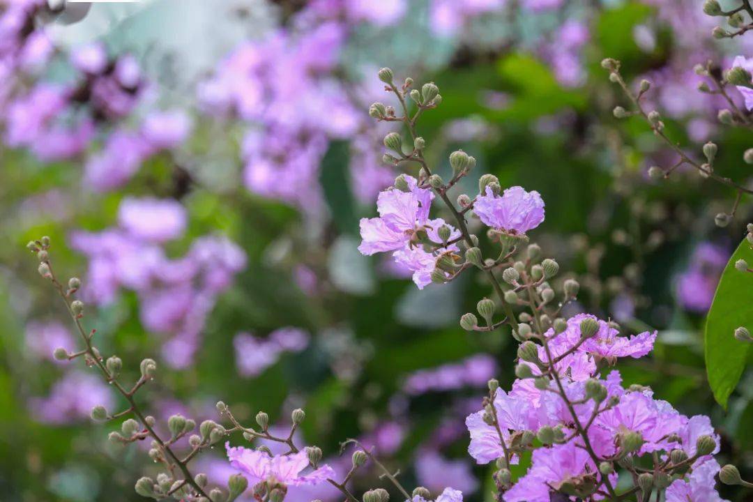 紫若烟霞花城又上新快来这里走花路