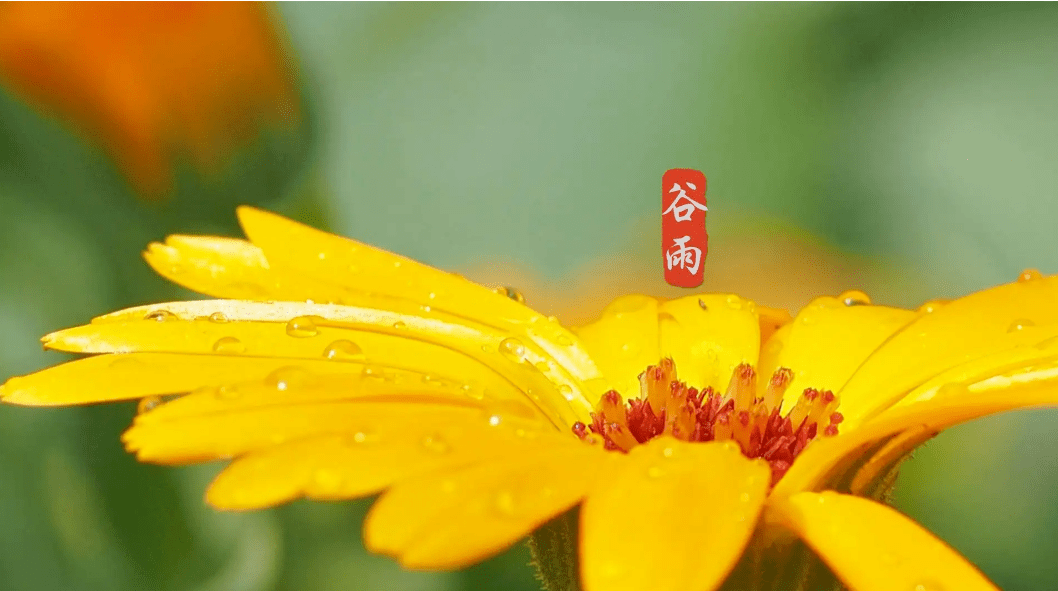 谷雨春深柳絮轻,七绝61谷雨录语谷雨,初夏,一个诗情画意的日子,一个