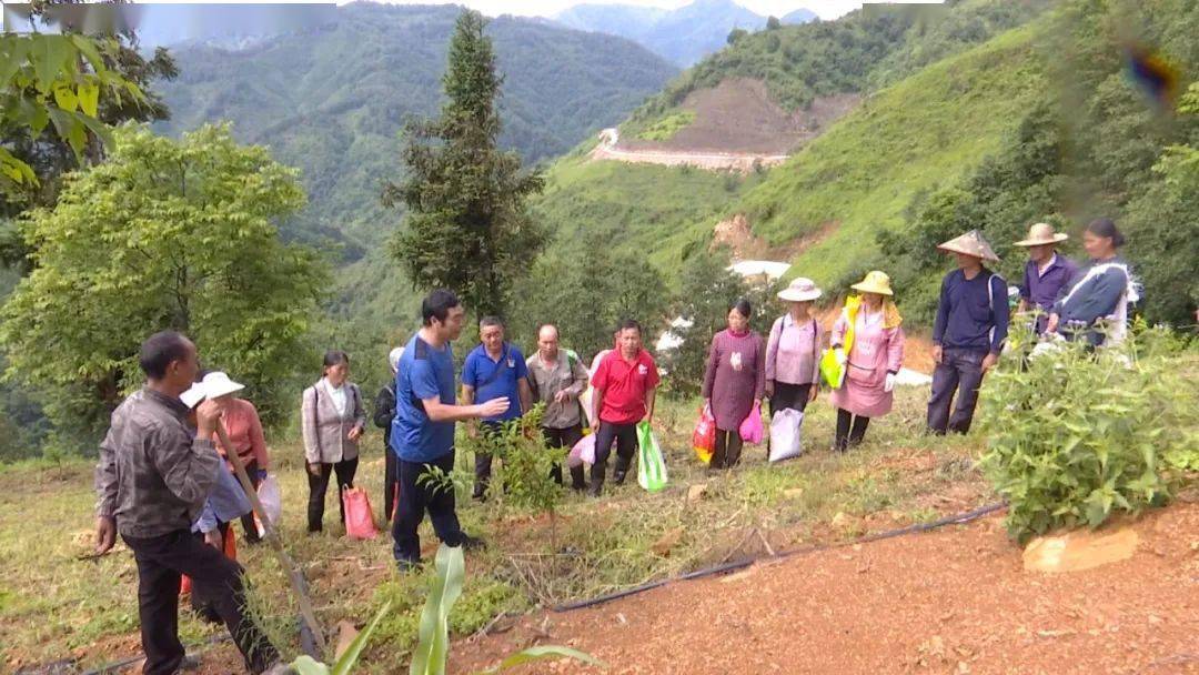 在麻山镇卡法村蜂糖李种植基地里,农技人员正在给村民们详细讲解蜂糖