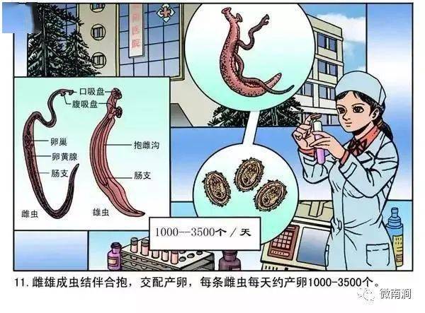 一组图读懂血吸虫病的前世今生请耐心看完哦