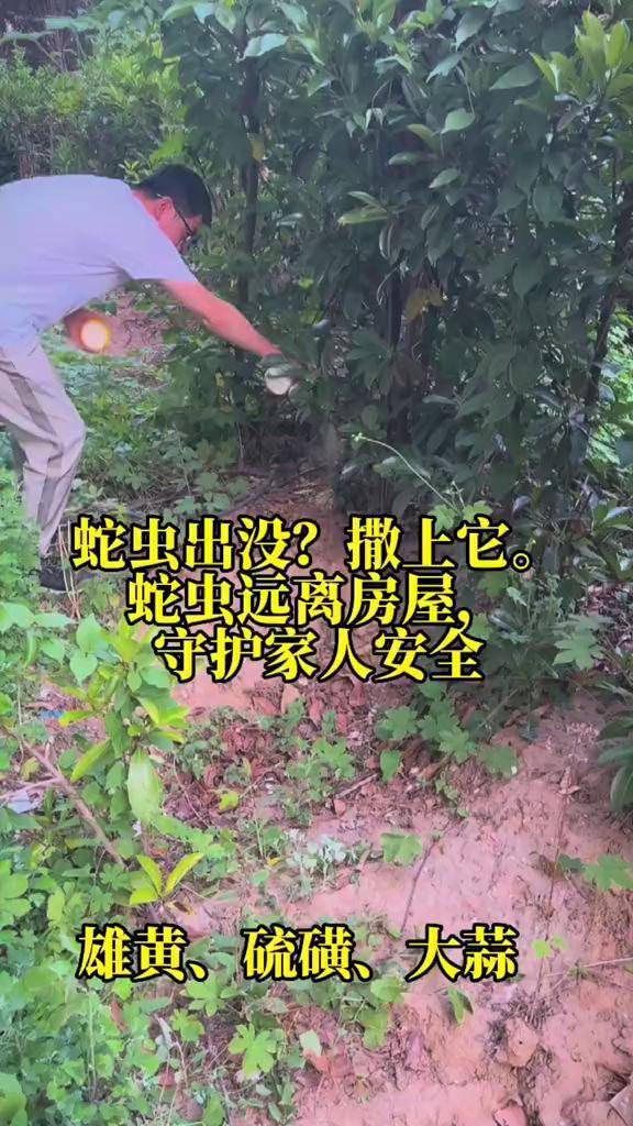 夏天蛇虫出没撒上它蛇虫远离房屋驱蛇粉驱蛇老房子老宅