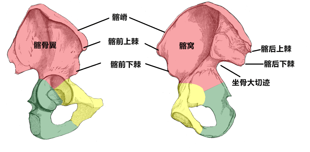 耳状面后上方有髂粗隆与骶骨借韧带相连结.