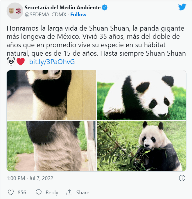 世上仅存的非中国籍大熊猫如今只剩一只这对生长在墨西哥的国宝为何