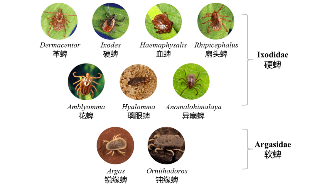 蜱虫也叫壁虱,俗称草扒子,草别子,牛虱,草蜱虫等,它们属于节肢动物