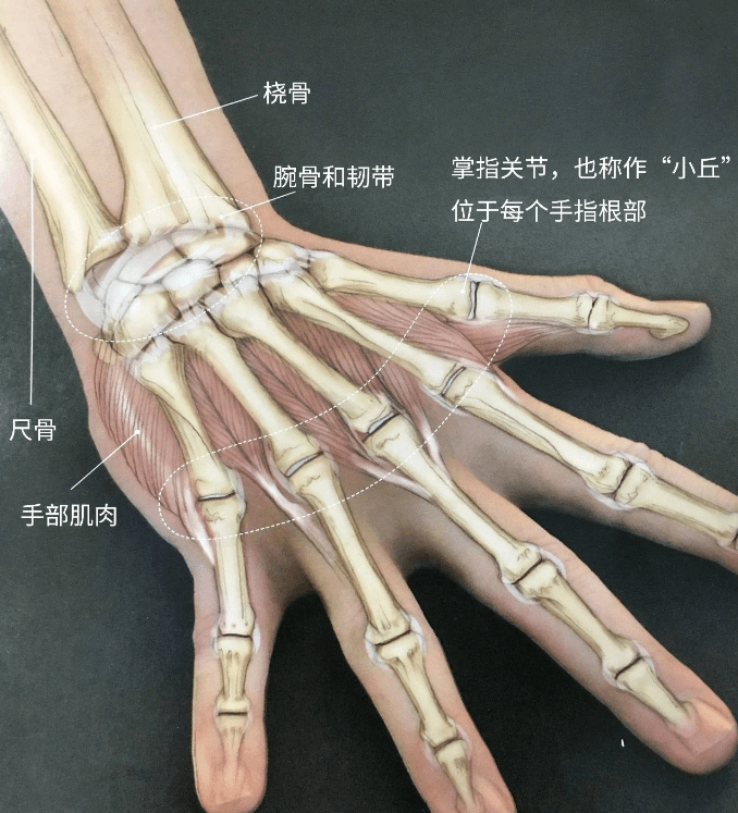 而肌肉和肌腱位于骨头的上方或下方,它们共同协作实现手腕和手