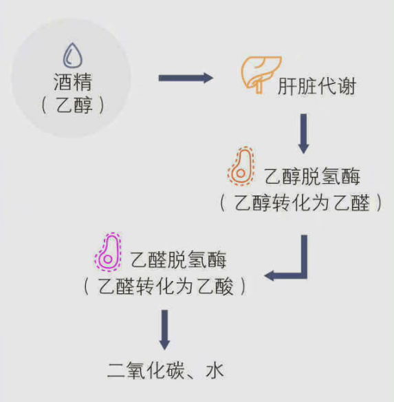 通常情况下酒精在人体内的代谢速率为每小时10克~15克交警提示酒后