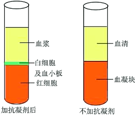 血液和血浆的关系?_药品_药房_瑞达大