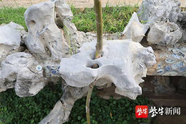 南京老门东：一株柳树从石洞中破出