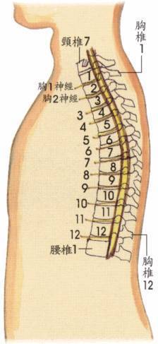 一条脊柱,两侧膀胱,错在脊柱,病在内脏._疾病_产生的_部位