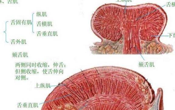 如何去锻炼它?_大脑_脑神经_肌肉