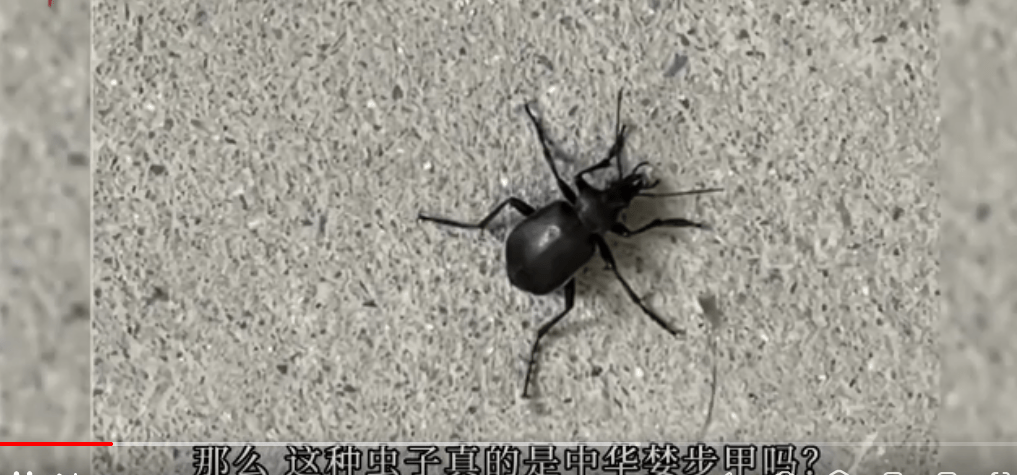 北京多个小区出现婪步甲!专家:不必惊慌,它是害虫天敌_甲虫_昆虫_中华