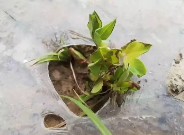 腐植酸到底是什么呢？为什么这么神奇，这篇文章告诉你真相！