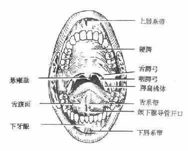 口腔颌面部应用解剖,值得收藏!_粘膜_下颌_乳头