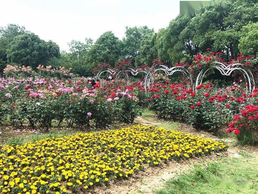 我亲历的吴江市树,市花评选_城市_月季花_征集