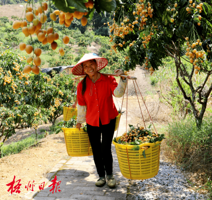 必博体育广西水果冲上热搜！梧州本地水果月历值得收藏(图4)