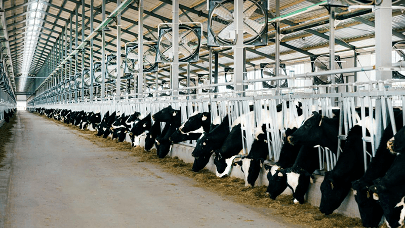 国家乳业技术创新中心新型营养调控技术提高奶牛单产水平