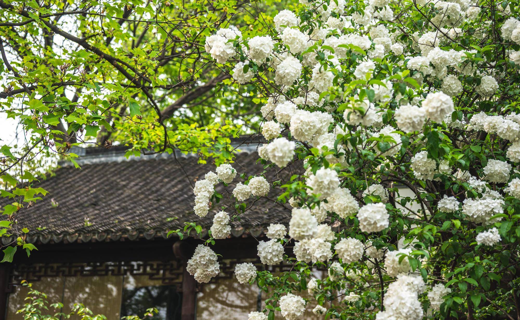 不知不觉，南京崇正书院的木绣球花要开了，希望4月可以正常赏花