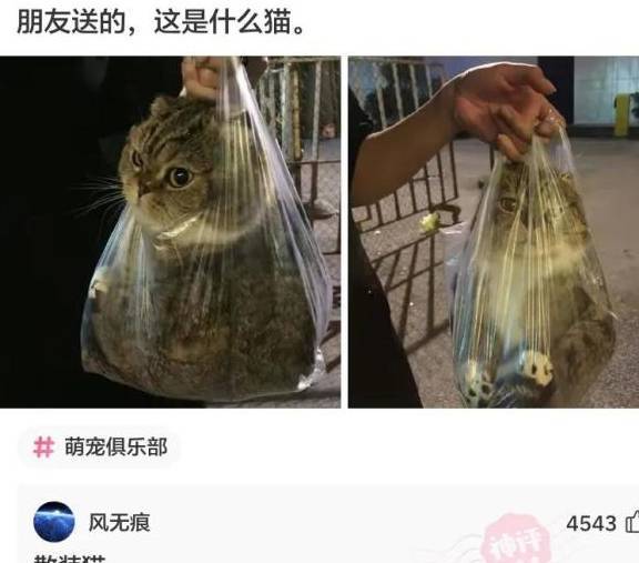 原创
搞笑神回复:年轻人要以学习为主