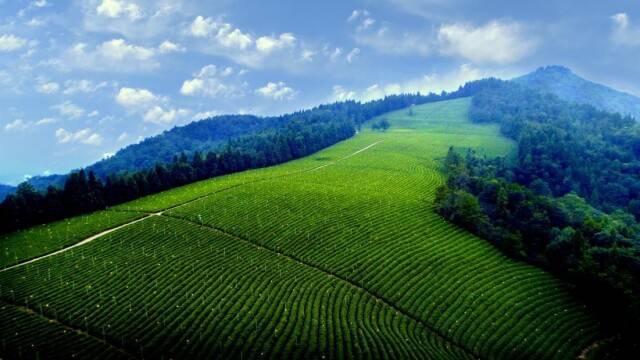 湖南省茶业集团：“三茶”融合绘新景