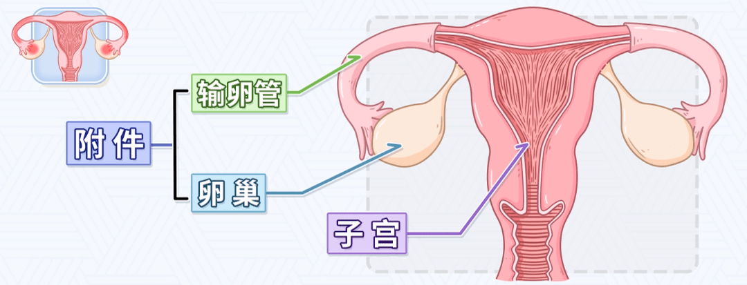 吕易圣妇洁净中药包|附件炎的危害及预防_输卵管_卵巢_患者