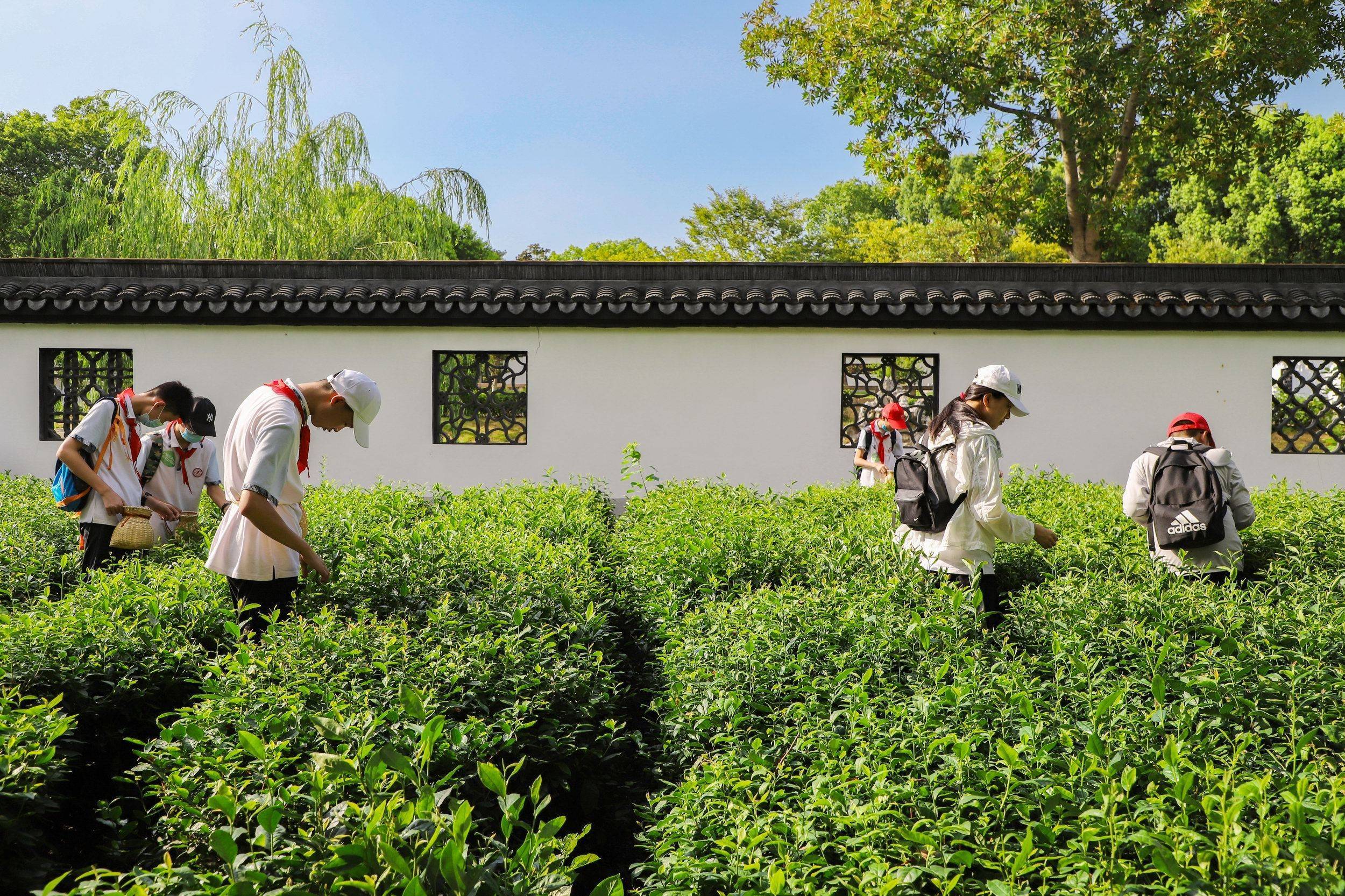 常熟海虞铜官山乡村乐园往上走，一垄垄茶树在碧空映照下更显苍翠