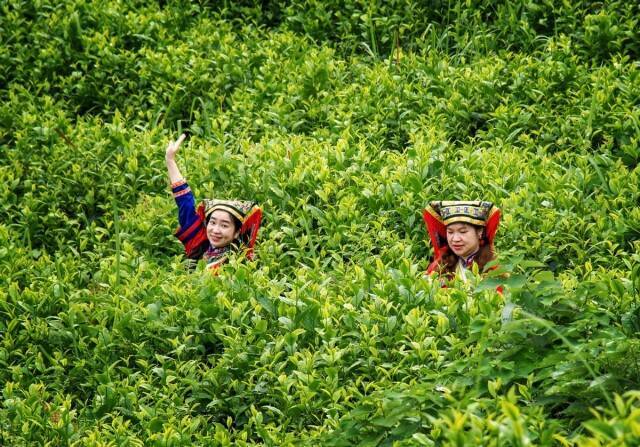 莽山红茶丨茶旅融合 活色生香